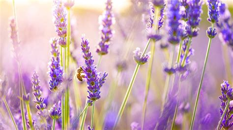 3440x1440 Lavender Flowers UltraWide Quad HD 1440P ,HD 4k Wallpapers ...