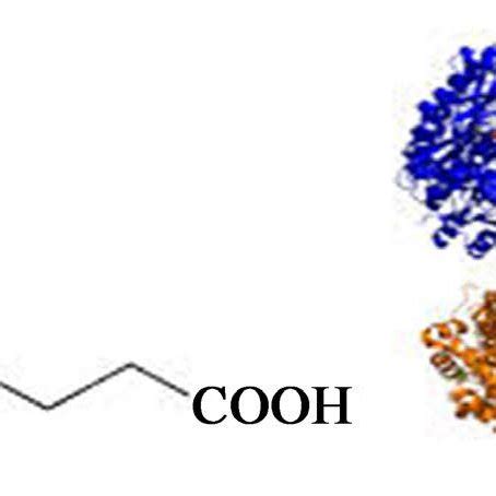 Structure of zymase enzyme. | Download Scientific Diagram