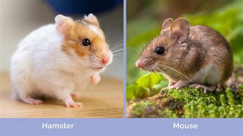 Hamster vs. Mouse: Differences Explained (Vet-Verified Info With ...