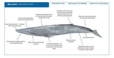 Blue Whale Vs Humpback Whale Size