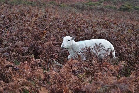 Wildlife on Dartmoor by frogs123 | ePHOTOzine