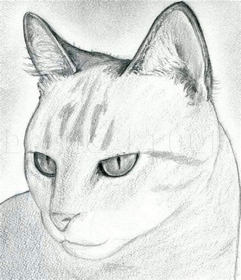 How To Draw A Realistic Cat at Drawing Tutorials