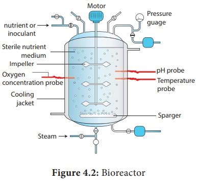 Traditional Biotechnology: Fermentation, Single Cell Protein (SCP)