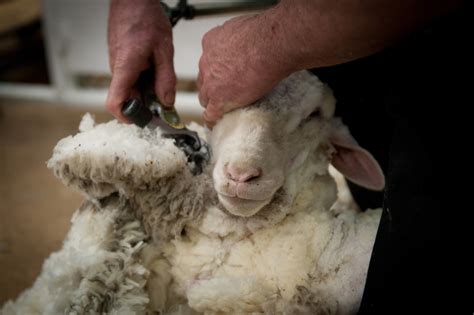 Sheep shearing: Future Olympic sport? - CBS News