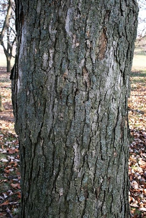 Chinkapin oak | The Morton Arboretum