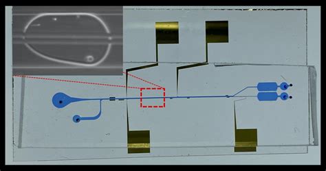 Microfluidic system with cell-separating powers may unravel how novel ...