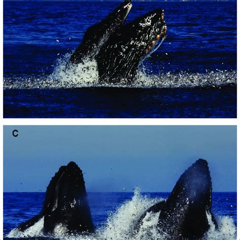 Images of humpback whale feeding behavior in Banderas Bay, Mexico. A ...