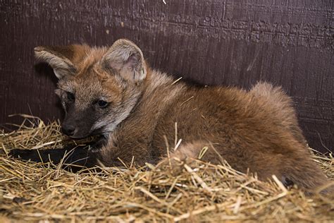 Two Maned Wolf Pups Born at the Smithsonian Conservation Biology ...