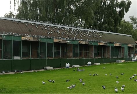 ONE LOFT RACING - racing pigeons