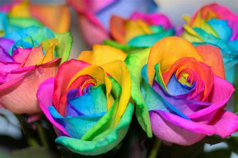 make your own real rainbow roses