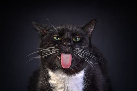 Desktop Wallpapers Cats Funny Black Tongue Whiskers animal