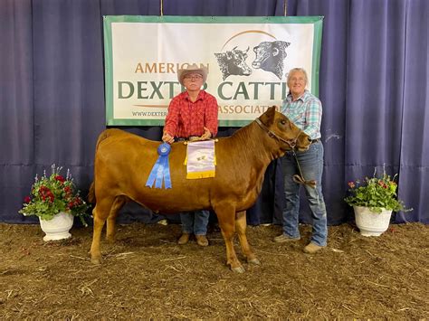 Expo Photos - American Dexter Cattle Association