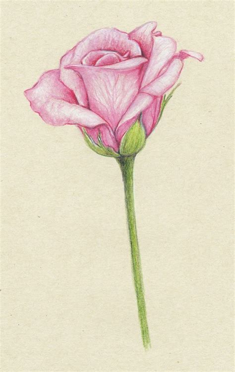 flower drawing - Google Search | Pencil drawings of flowers, Flower ...