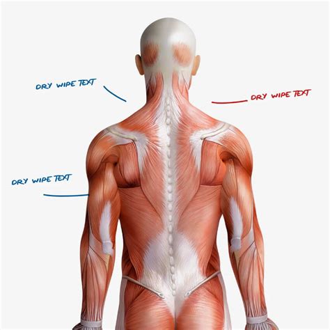 Human Anatomy Back View