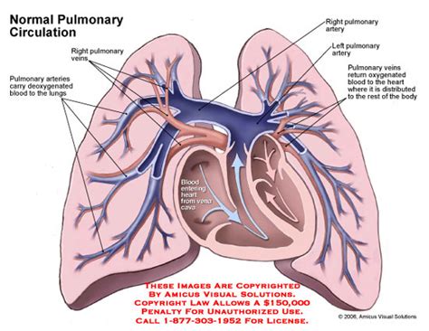 Normal Pulmonary Circulation