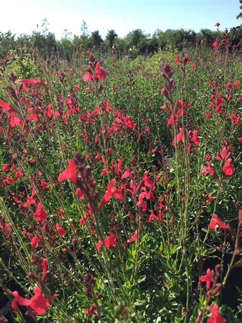 Native Perennials for Central Texas - Backbone Valley Nursery