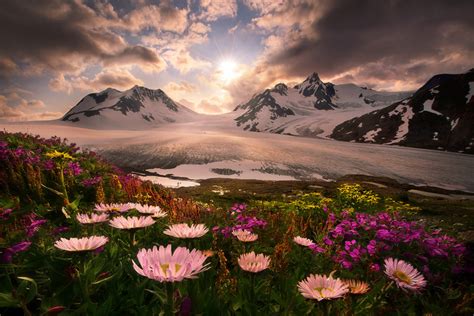 blooming flowers below mountains, alaska photo | One Big Photo