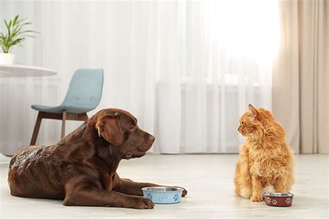 A healthy guide to feeding pets | VetSouth