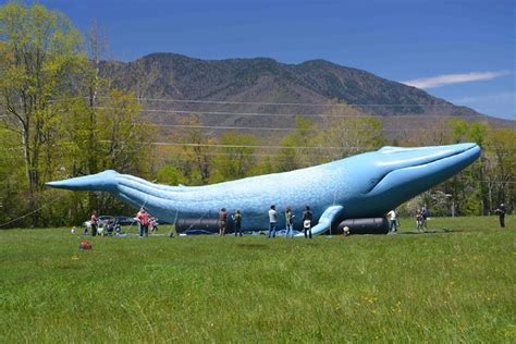 The Great Whale Conservancy Visit | California Academy of Sciences