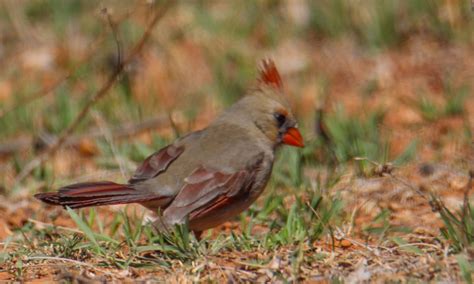 Cannundrums: Northern Cardinal - Texas