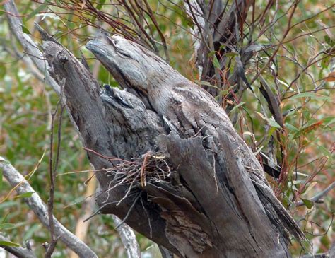 10 Wonderful Examples Of Camouflage In Nature | Animal hide, Animals ...