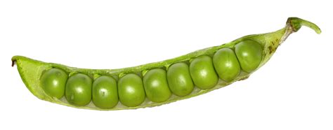 File:Green pea pod 8872.jpg - Wikimedia Commons