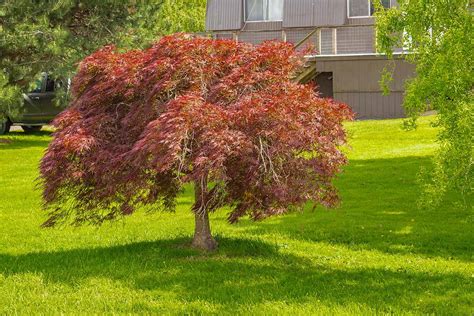 How to Grow and Care for Weeping Japanese Maples