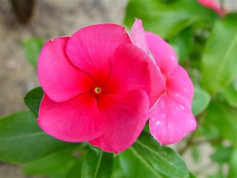 Free picture: pink flower