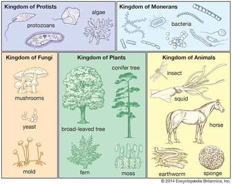 Practice With Taxonomy And Classification