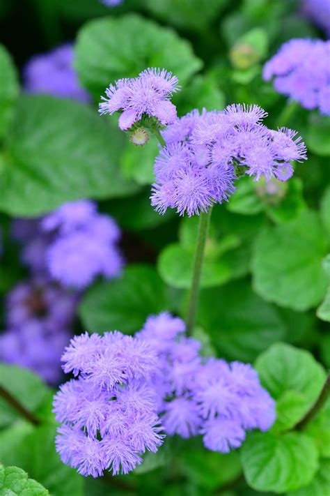 12 Plants That Repel Mosquitoes - Natural Mosquito Repellent Plants