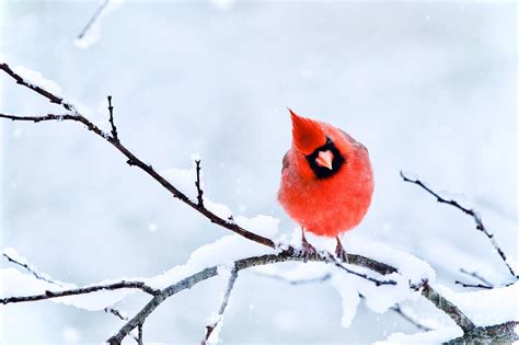 Northern Cardinal in Winter 1 Photograph by Rachel Morrison | Fine Art ...