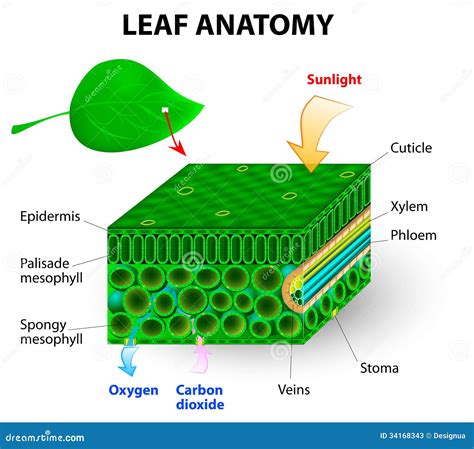 Leaf Anatomy Stock Illustrations – 5,285 Leaf Anatomy Stock ...