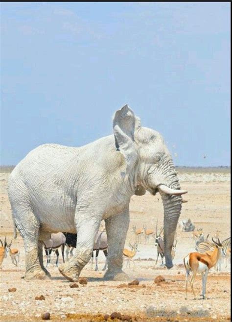 Albino elephant Rare Albino Animals, Unusual Animals, Majestic Animals ...