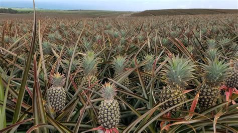 This is a picture of a pineapple farm located in the south coast of ...