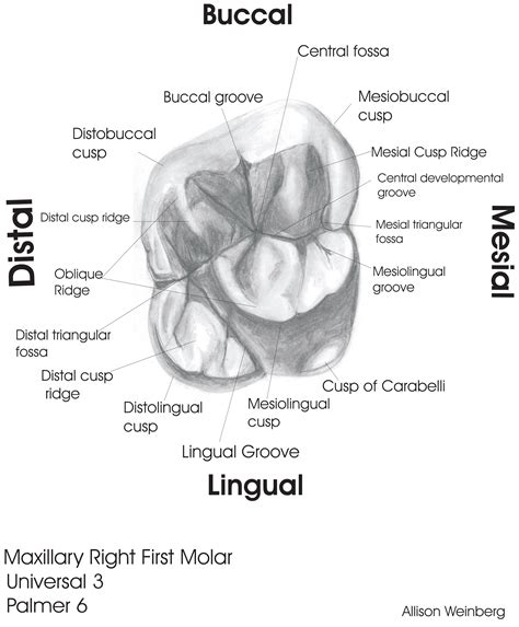 Sample Drawings | Tooth Morphology