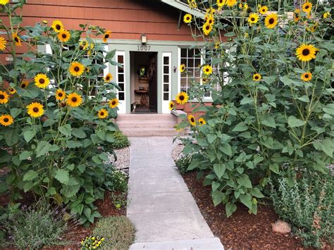 More Sunflowers, More Wildlife - Fine Gardening