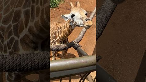 Giraffe Feeding. - YouTube