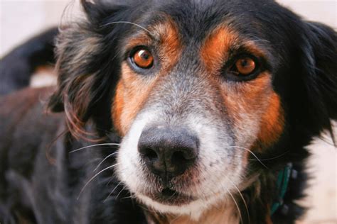 Guide To Dog Whiskers — Everything You Need To Know About Whiskers