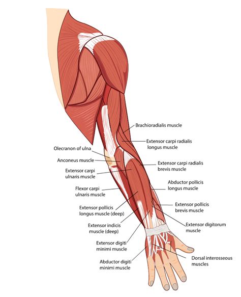 Bigger Forearms Than Biceps: How to Fix - Inspire US