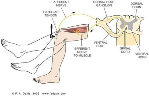 Neuroscience-Reflexes and Muscle Tone Flashcards | Quizlet