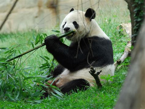 How pandas survive on their bamboo-only diet | Science | AAAS