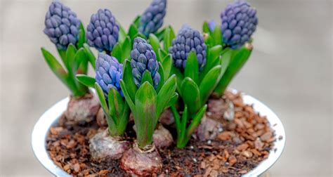 Forcing Hyacinth Bulbs to Bloom Indoors