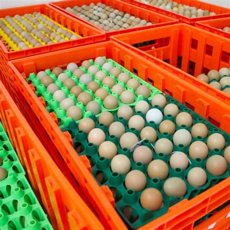 Egg Carts | Gisi Pheasant Farms