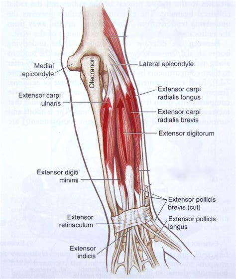 Notes on Anatomy and Physiology: One Big Tendon