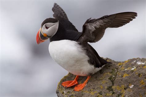 File:Puffin Latrabjarg Iceland.jpg - Wikimedia Commons