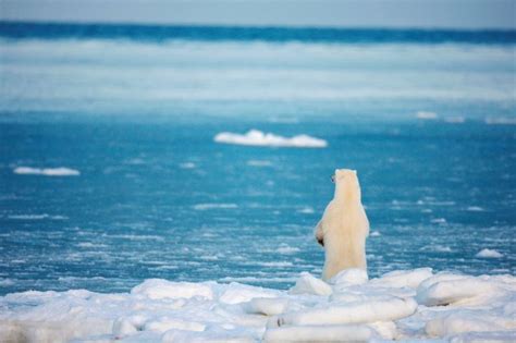 A melting world: Animals of the Arctic | Bear habitat, Animals, Arctic