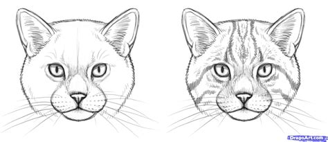 How to Draw Wild Cats, Step by Step, forest animals, Animals, FREE ...