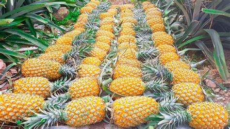 Harvesting Pineapple Garden Goes to the market sell - Harvest Diary ...