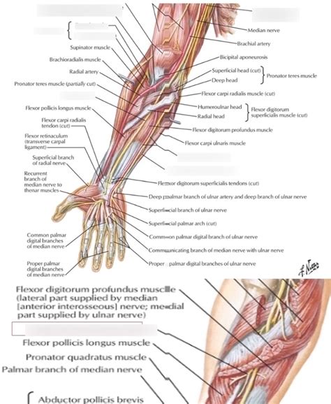 Elbow and forearm nerves Diagram | Quizlet