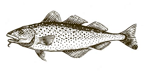 Premium Vector | Cod fish vector engraving illustration